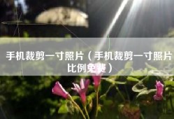 手机裁剪一寸照片（手机裁剪一寸照片比例免费）