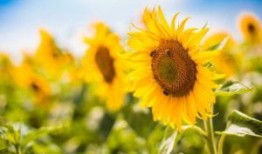 如花似玉是指什么生肖，精准解释落实