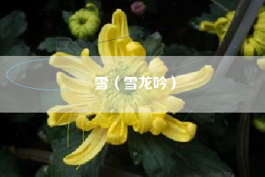 雪（雪龙吟）