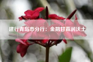建行青岛市分行：金融甘霖润沃土