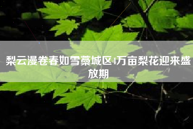 梨云漫卷春如雪藁城区4万亩梨花迎来盛放期